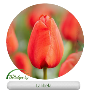 Купить оранжевые тюльпаны Lalibela оптом и в Минске