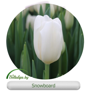 Купить тюльпаны оптом Snowboard в Минске