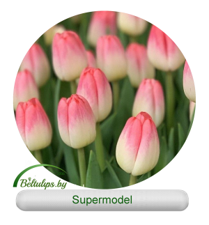 Supermodel тюльпаны купить оптом в Минске