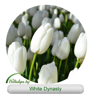 Тюльпан white dynasty фото