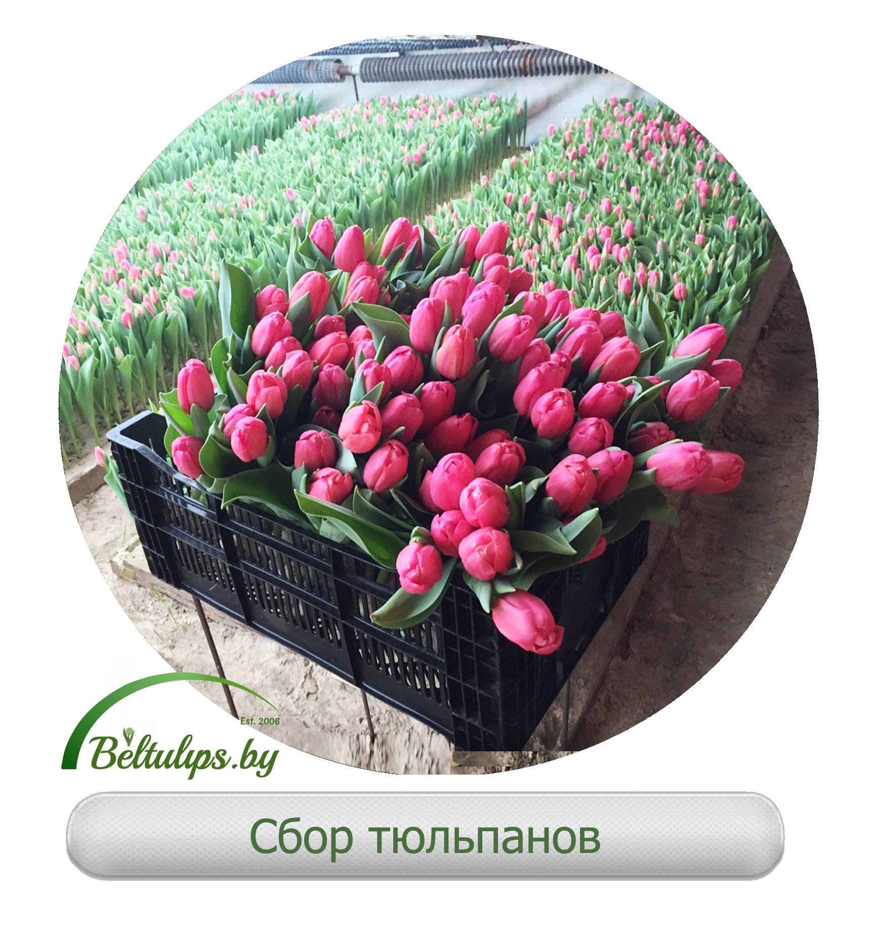Купить тюльпаны от производителя спб