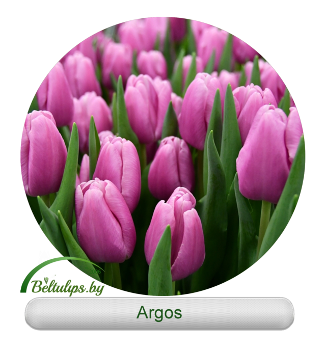 купить тюльпаны оптом Argos