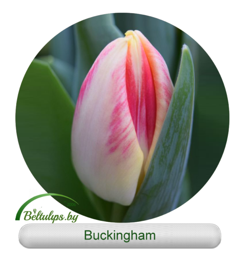 купить тюльпаны Buckingham оптом в минске