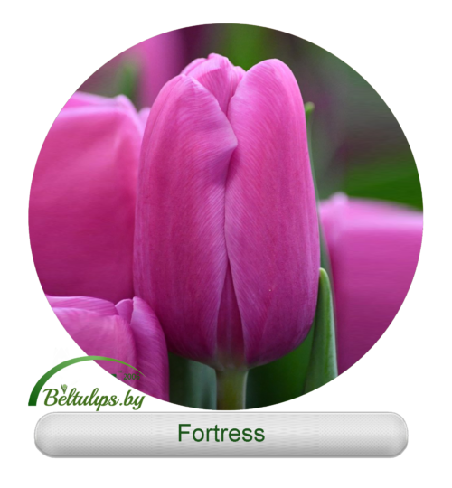 купить розовые тюльпаны Fortress оптом в минске
