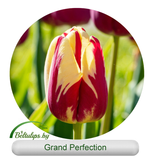 Купить тюльпаны Grand Perfection оптом и в Минске
