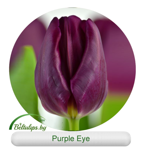 Купить тюльпаны Purple Eye оптом в Минске