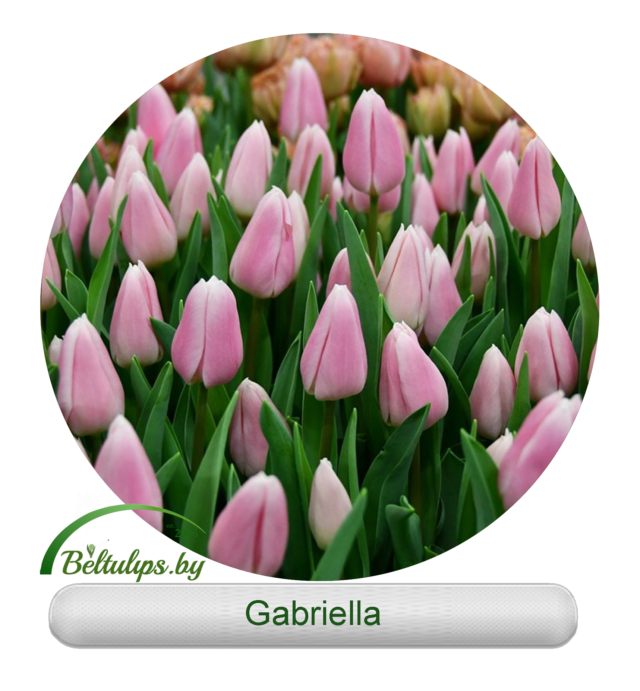 купить розовые тюльпаны Gabriella оптом в минске