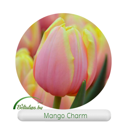 Купить тюльпаны оптом Mango Charm в Минске