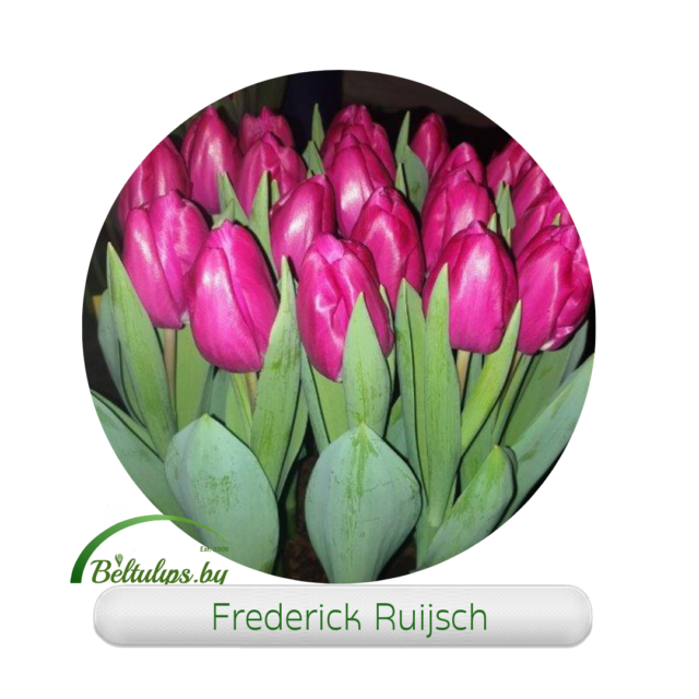Купить Frederick Ruijsch тюльпаны оптом в Минске
