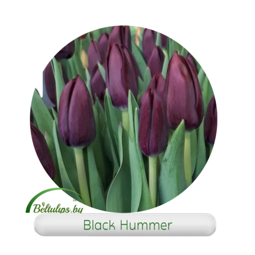 Black Hammer tulips купить оптом к 8 марта в Минске