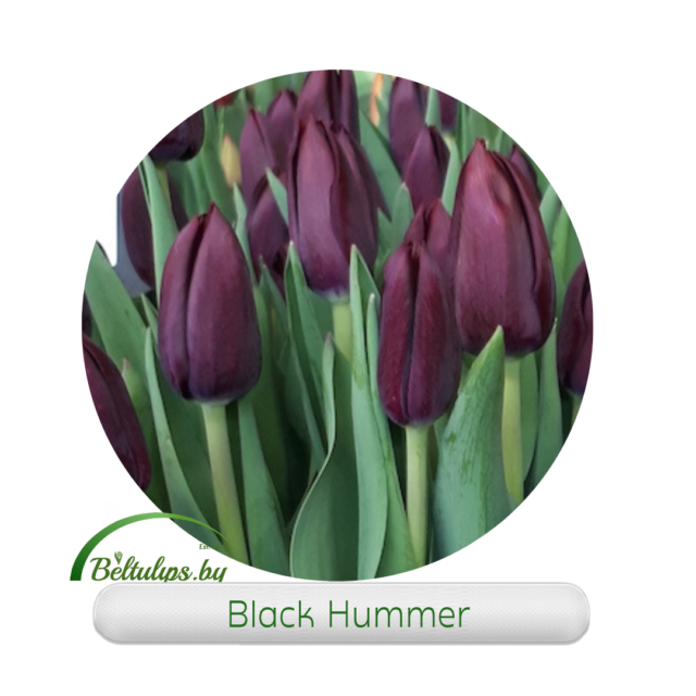 Black Hammer tulips купить оптом к 8 марта в Минске