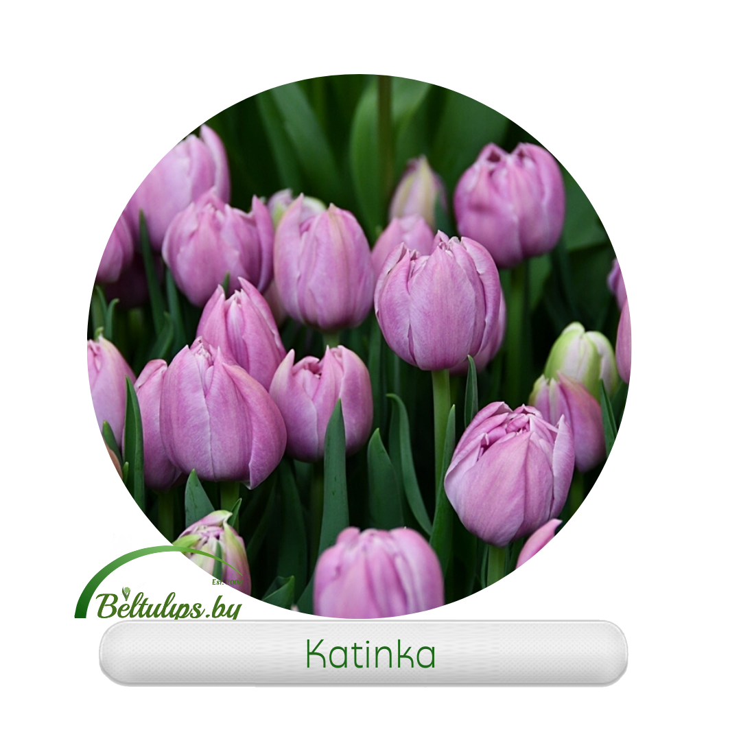 Тюльпан пионовидный Katinka оптом в Минске - beltulips