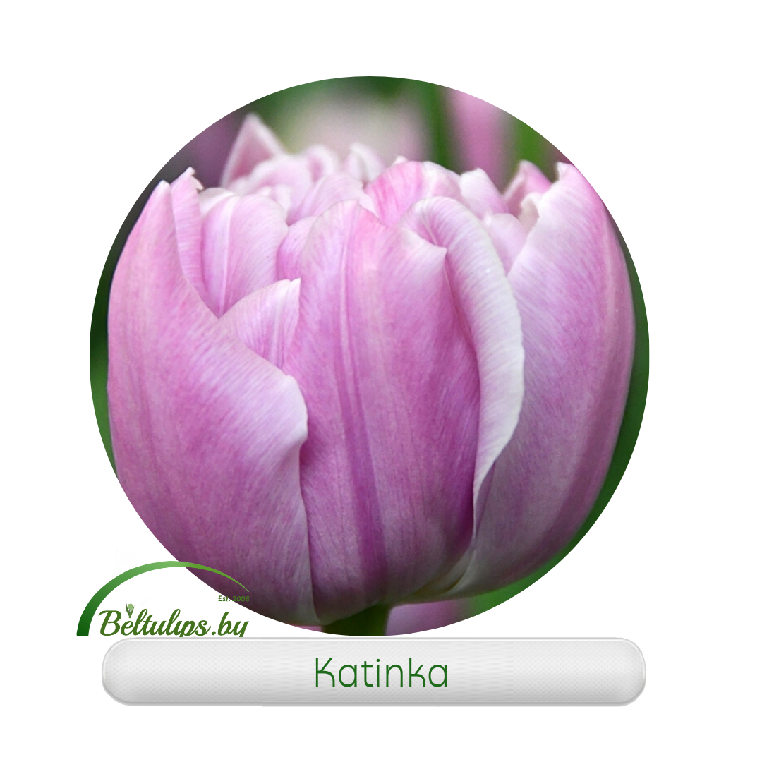 Тюльпан пионовидный Katinka оптом в Минске - beltulips
