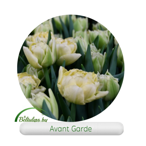 тюльпаны оптом к 8 марта пионовидный