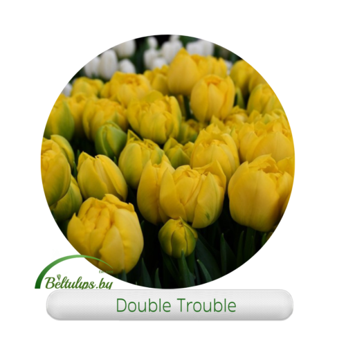 желтый пионовидный тюльпан оптом к 8 марта 2026