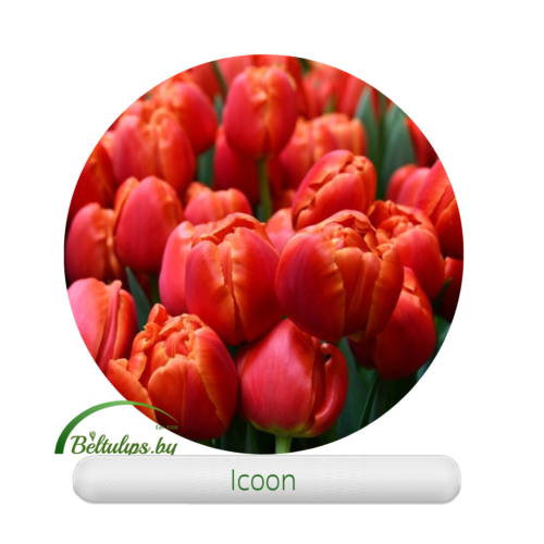 купить тюльпаны оптом в Минске к 8 марта